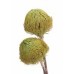 BANKSIA BAXTERII (no leaves) Basil 12"-18"- OUT OF STOCK